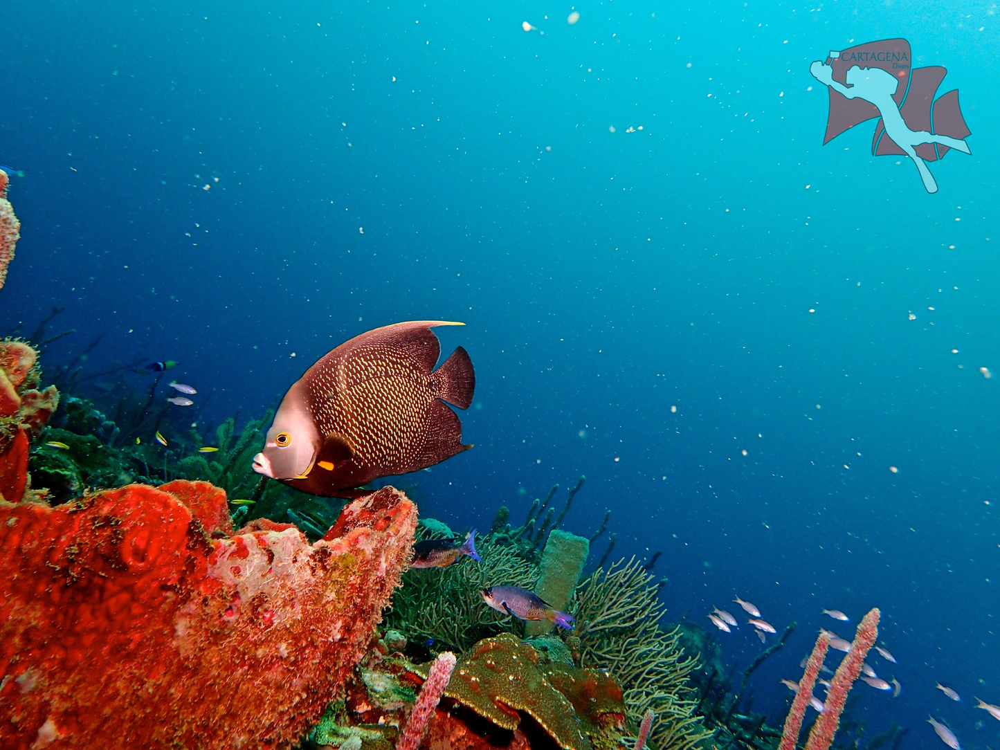 Minicurso De Buceo - Cartagena 
