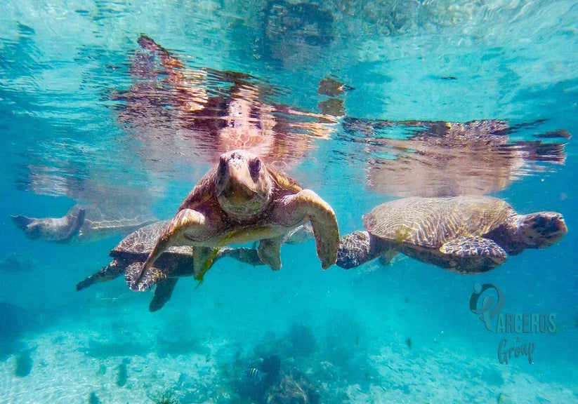 Tours 4 Destinos Básico + Acuario + Plancton