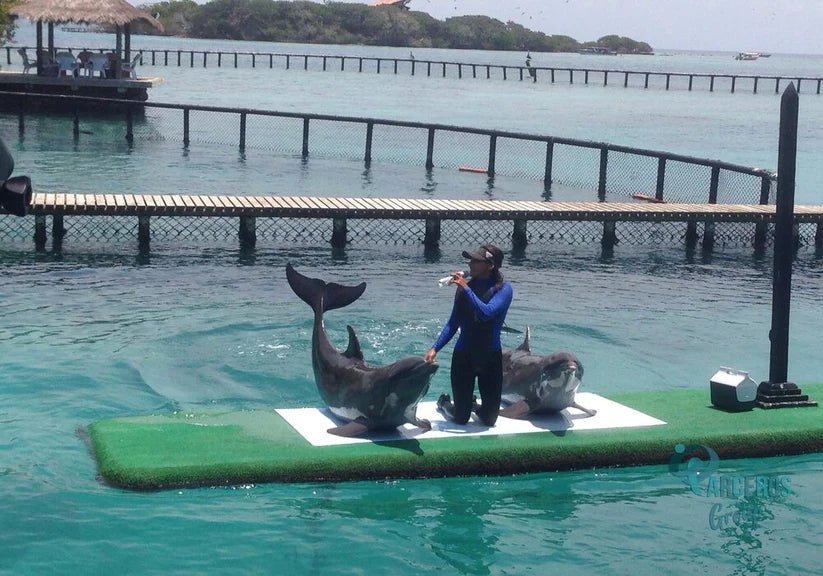 Tours 4 Destinos Básico + Acuario + Plancton
